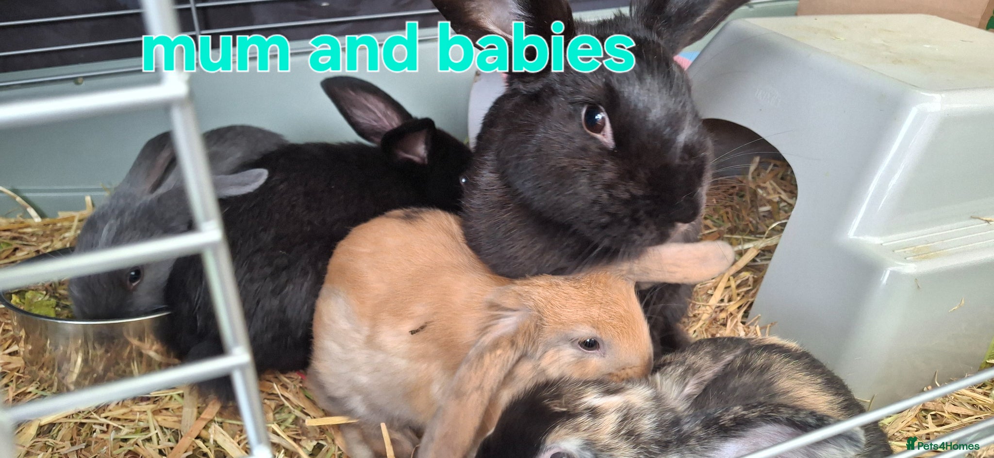 Mixed Breed rabbits 5 week old baby rabbits - Advert 2