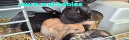 Mixed Breed rabbits for sale: 5 week old baby rabbits - Advert 1