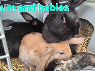 Mixed Breed rabbits 5 week old baby rabbits - Advert 4