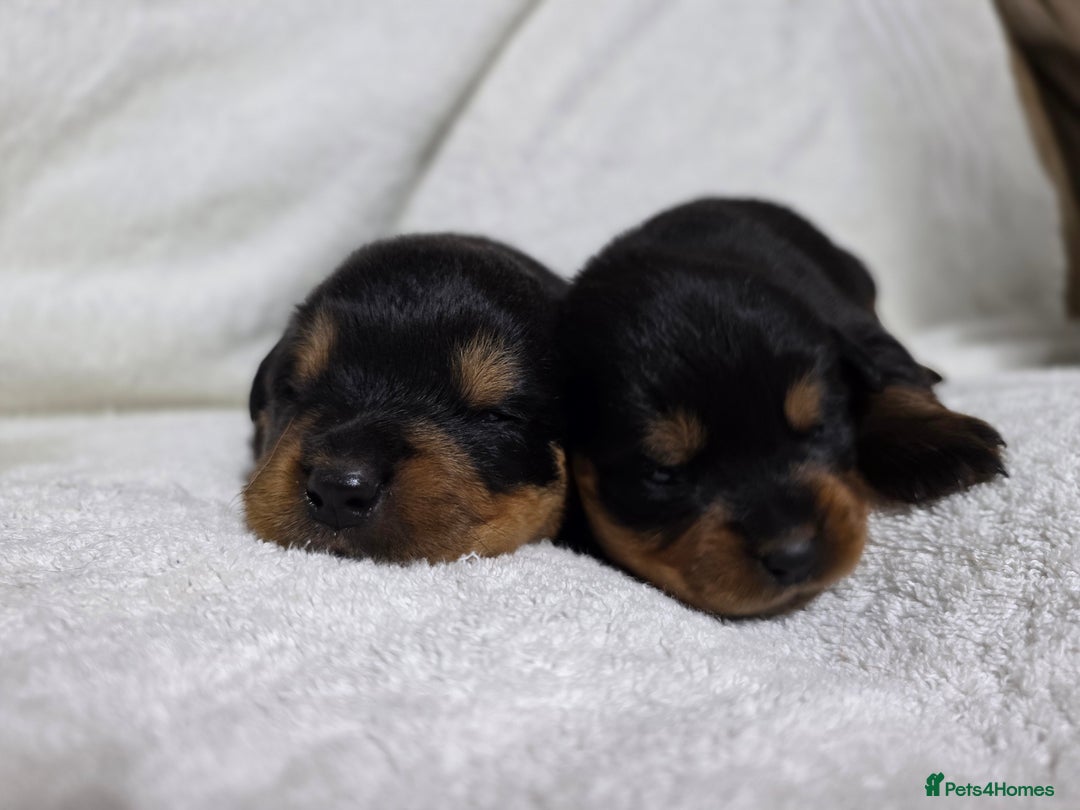 Rottweiler dogs for sale: Chunky, Strong, Loyal & Pure Rottweiler Puppies - Advert 9