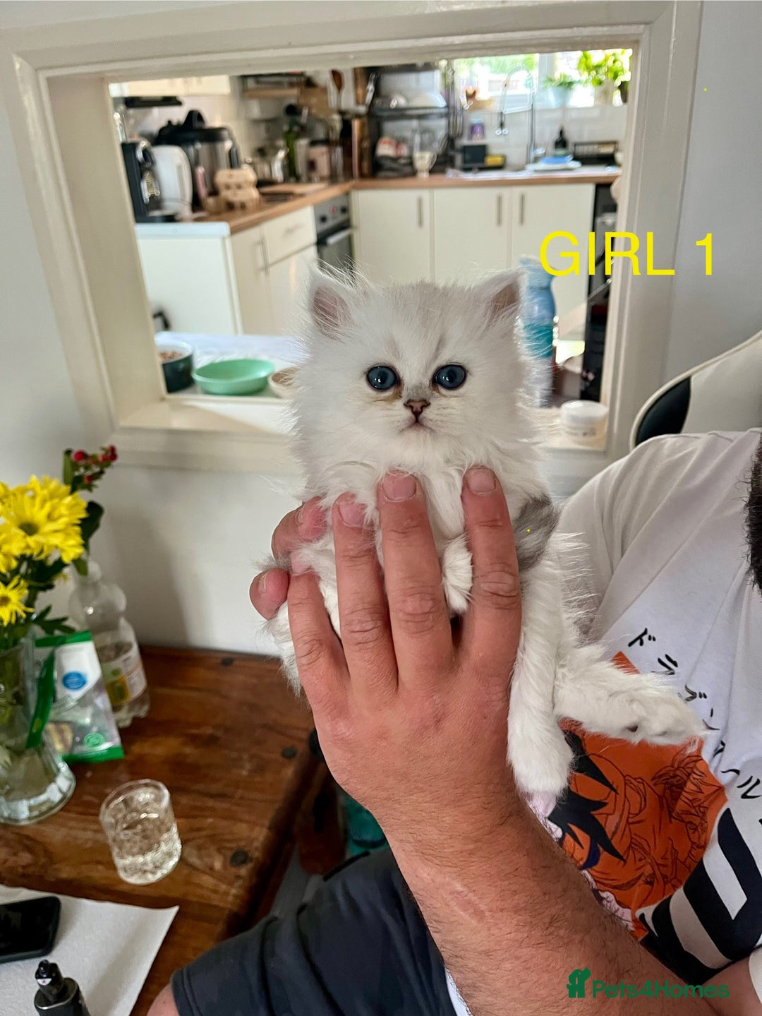Persian cats for sale: 2 girls left!Ready now! Persian Chinchilla kittens - Image 3