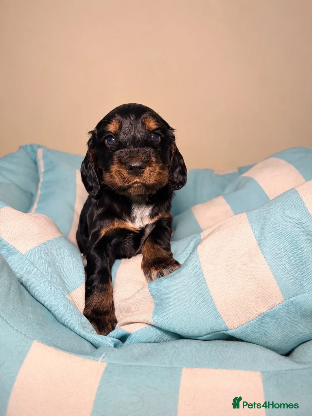 Cocker Spaniel dogs for sale: Stunning KC Show Cocker Spaniel - Advert 11