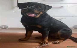 Rottweiler dogs for sale: Rottweiler 10 month old - Image 2