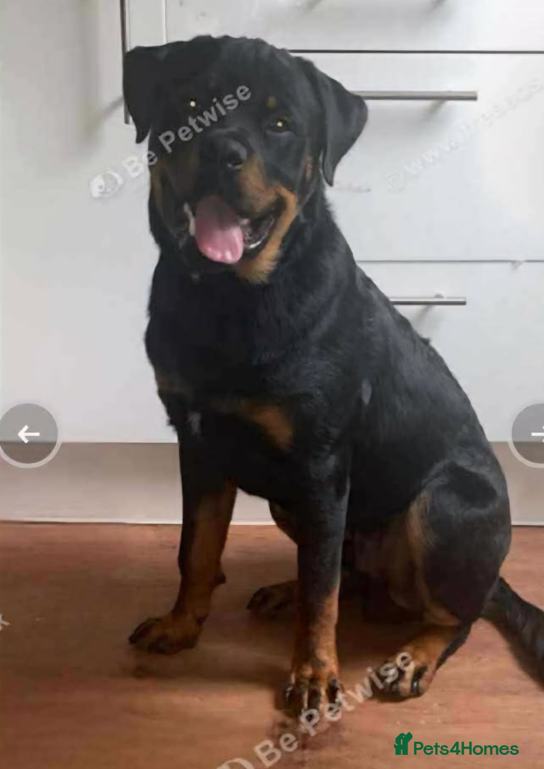 Rottweiler dogs for sale: Rottweiler 10 month old - Image 2