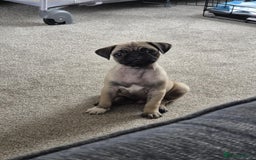 Pug dogs for sale: Pug puppy - Image 5