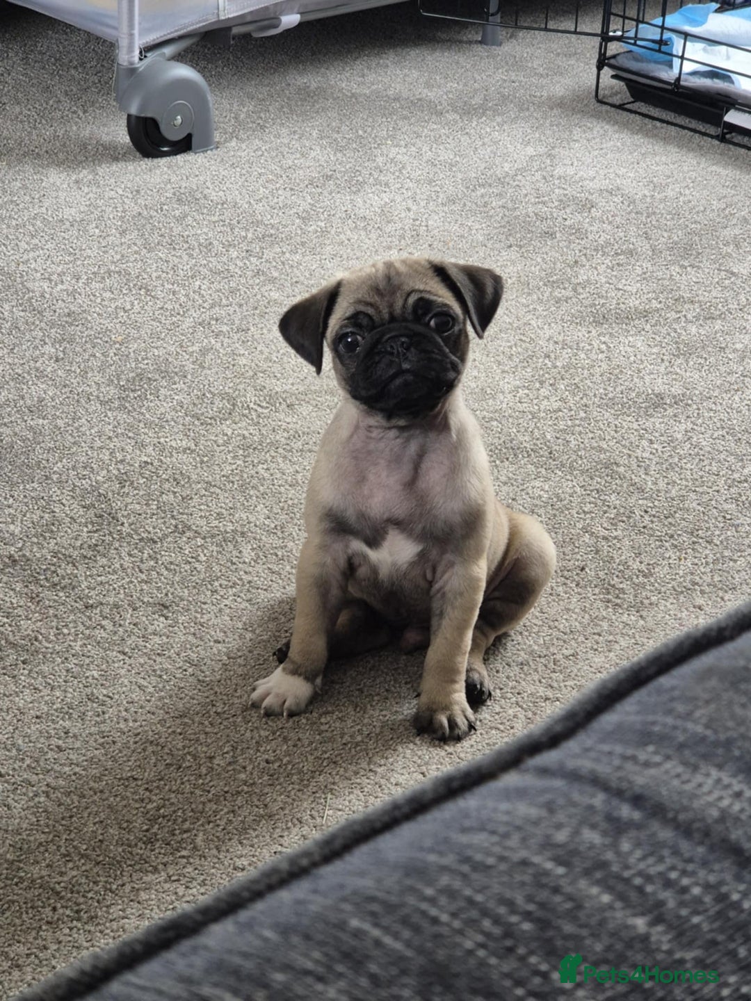 Pug dogs for sale: Pug puppy - Image 5