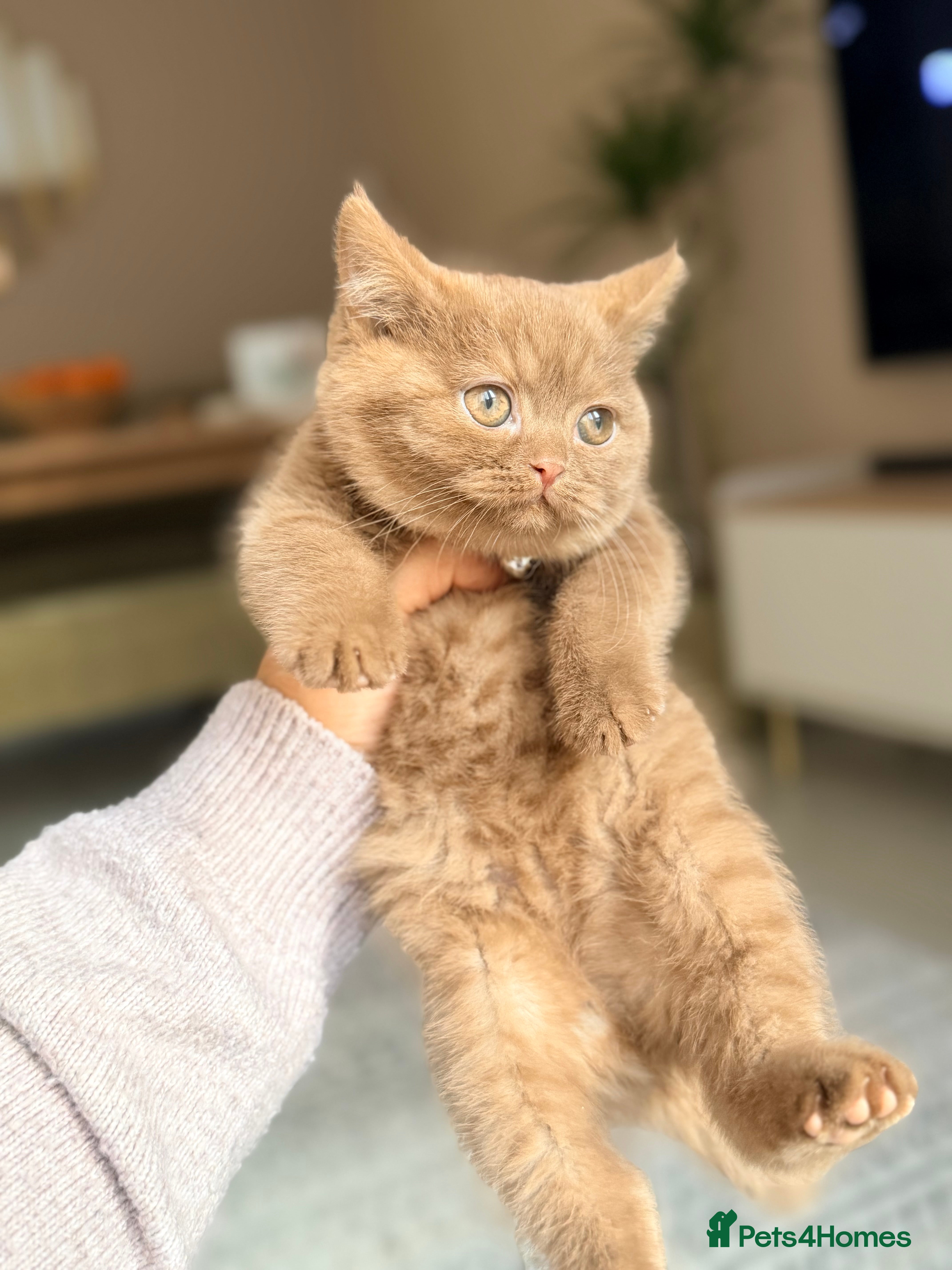 British Shorthair cats Pedigree Cinnamon British Shorthair Kitten - Advert 1