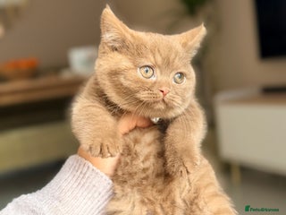 British Shorthair cats Pedigree Cinnamon British Shorthair Kitten - Advert 1