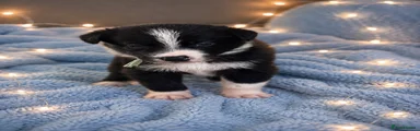 Border Collie 2