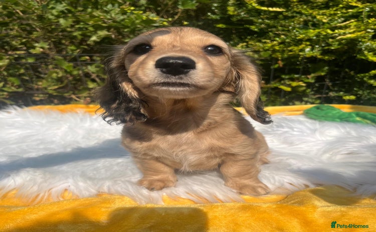 Miniature Dachshund dogs - Advert 9
