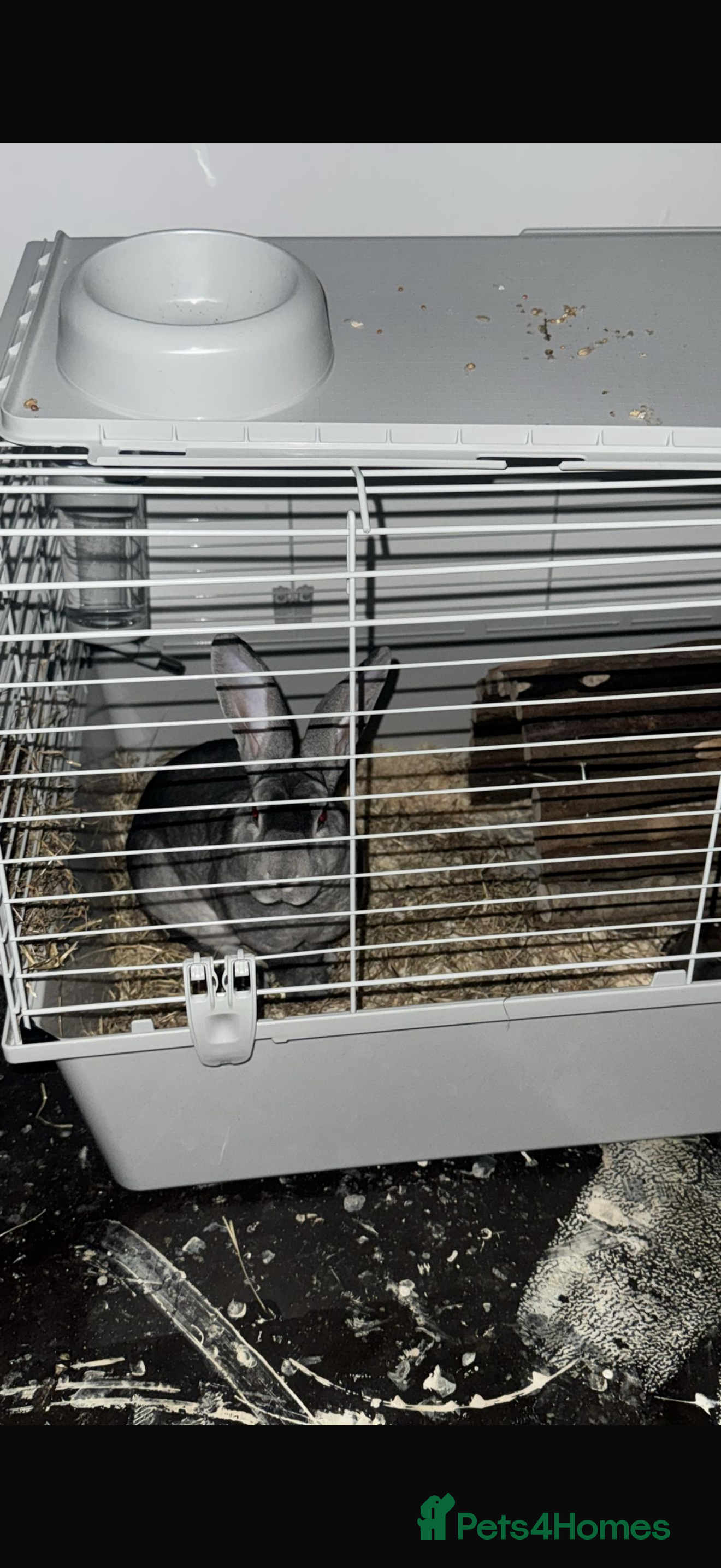 Rex rabbits Rabbit Lucky rehoming - Advert 1