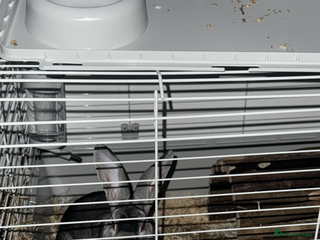 Rex rabbits Rabbit Lucky rehoming - Advert 3