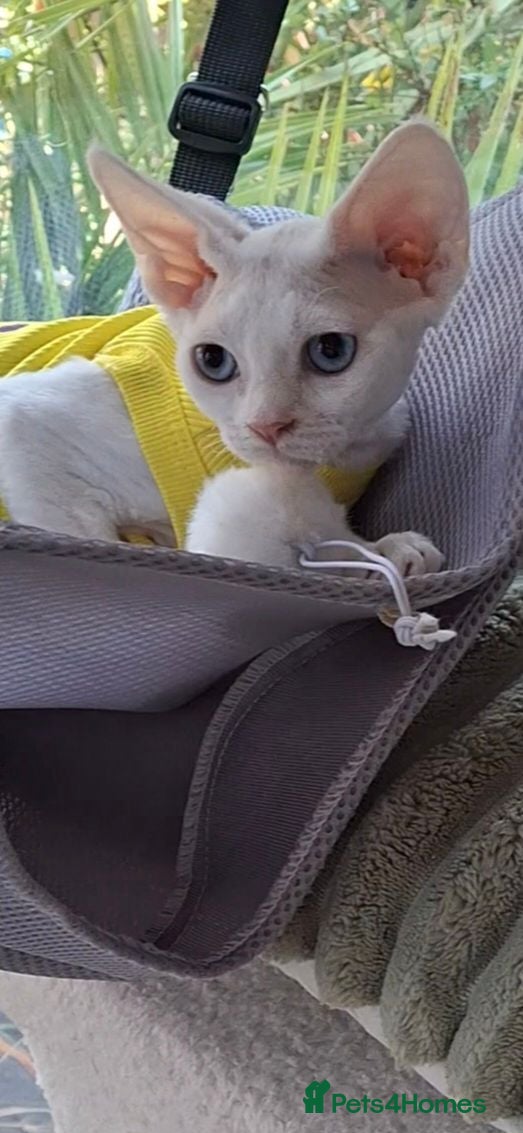 Devon Rex cats  FIFE registered Devon Rex – Spayed! Ready Now - Advert 4
