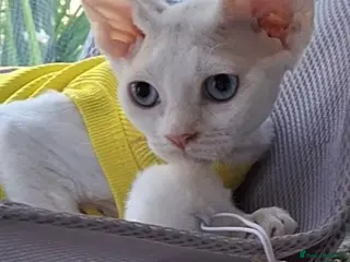 Devon Rex cats FIFE registered Devon Rex – Spayed! Ready Now - Advert 4