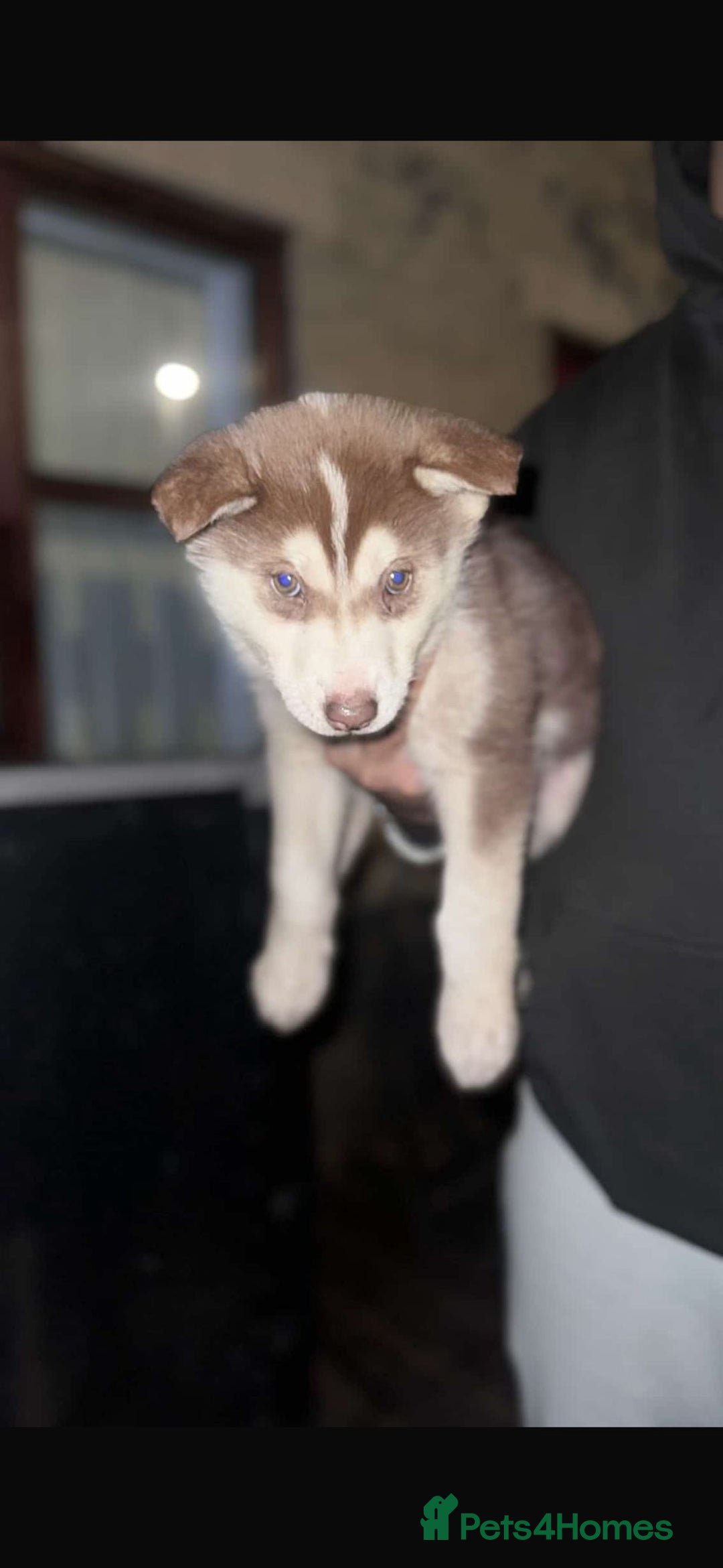 Siberian Husky dogs for sale: Husky puppy's  - Advert 13
