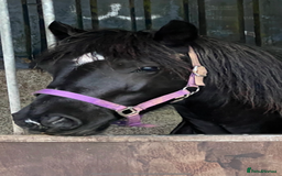 Welsh Section D horses for sale: Section D beautiful Black Mare Magic - Image 4