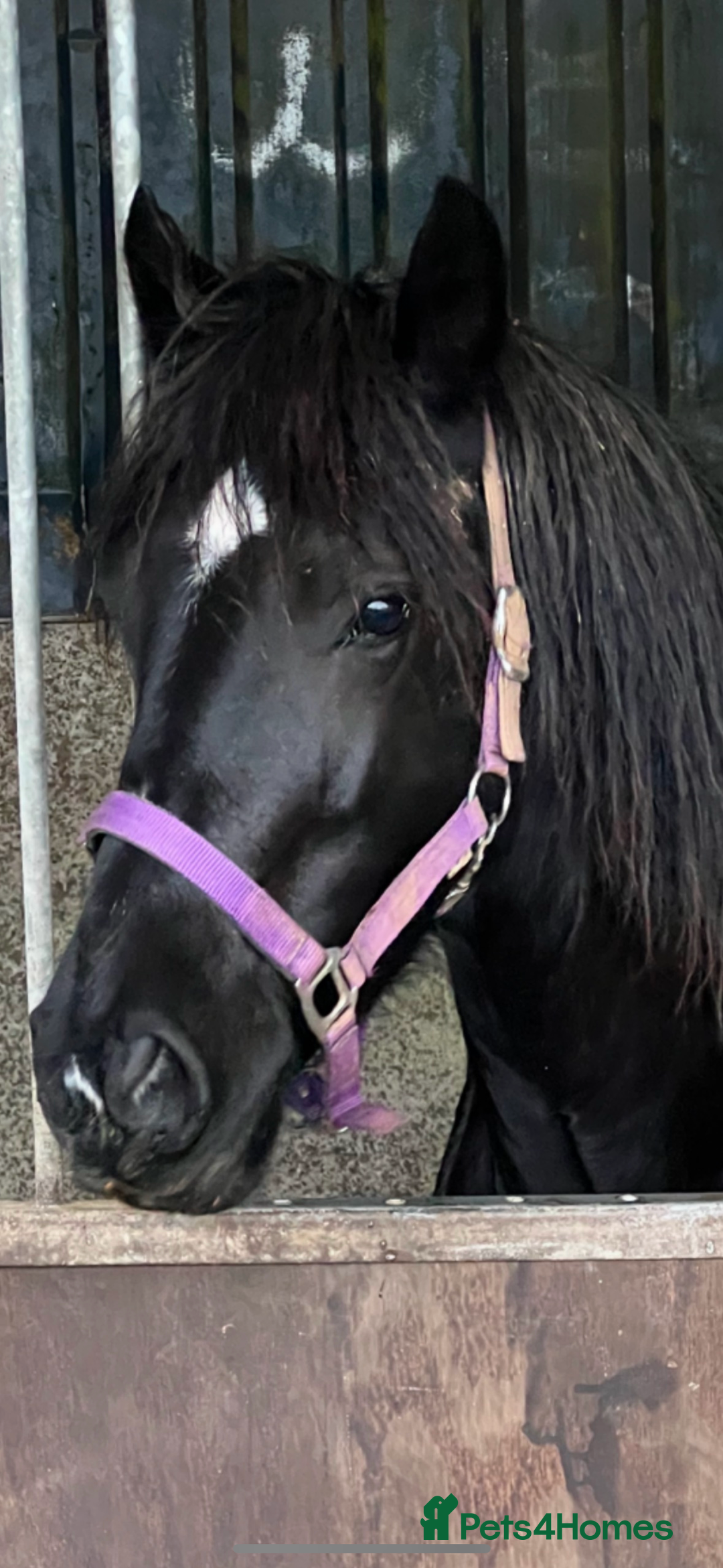 Welsh Section D horses for sale: Section D beautiful Black Mare Magic - Image 4