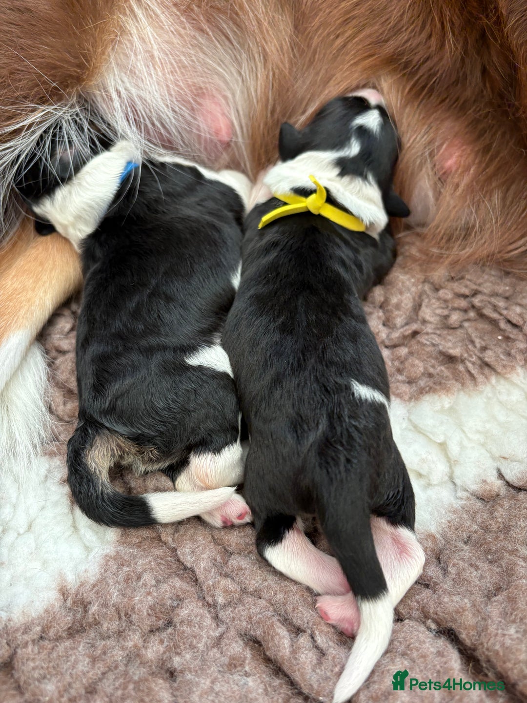 Bordoodle dogs for sale: Bordoodle Pups - Image 36