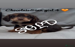 Cocker Spaniel dogs for sale: Cocker spaniel puppies for sale - Image 23