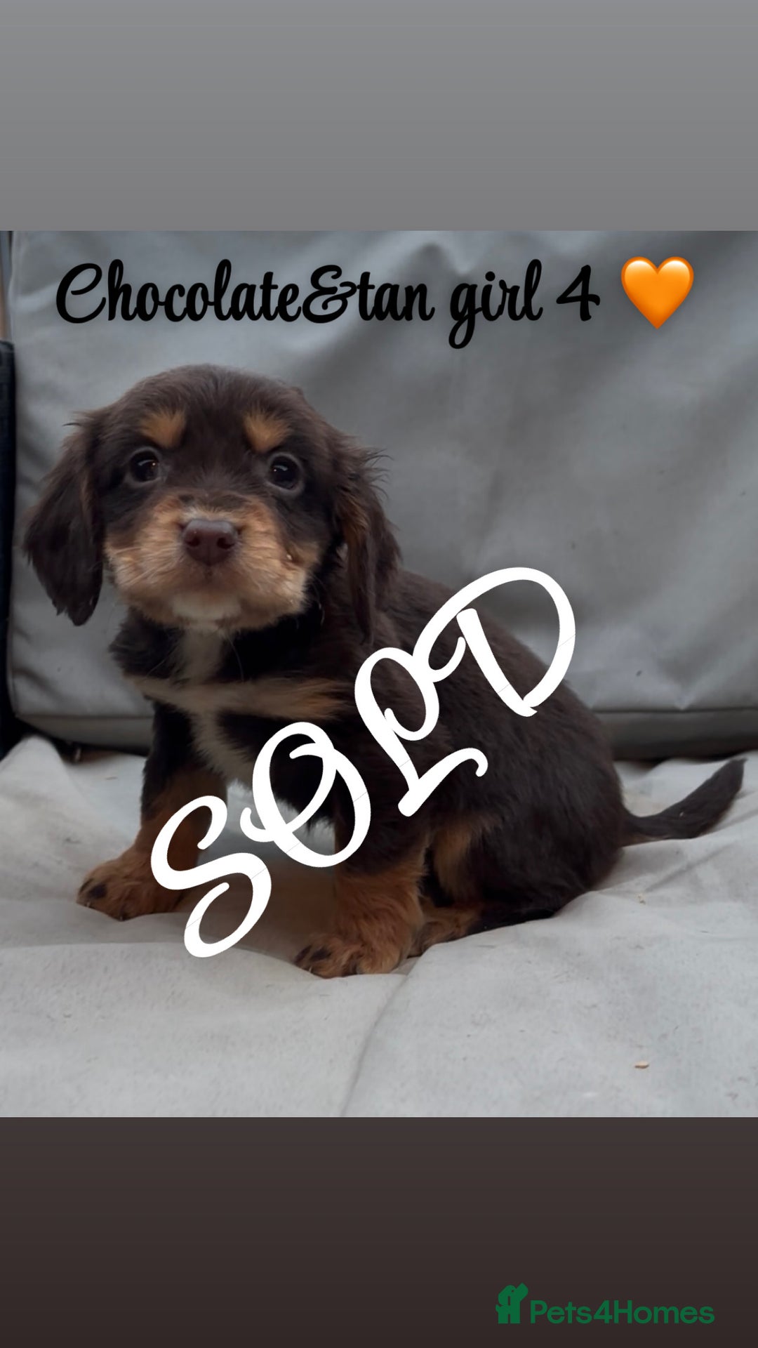 Cocker Spaniel dogs for sale: Cocker spaniel puppies for sale - Image 23