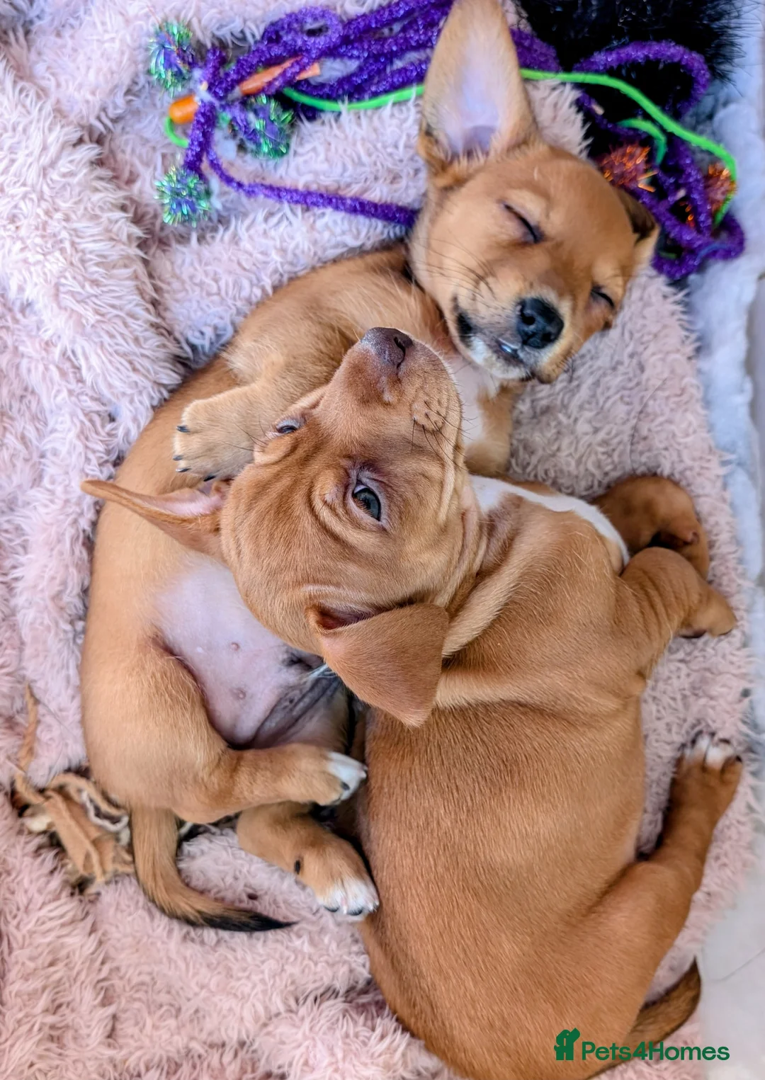 Mixed Breed dogs for sale: Gorgeous family puppies to go to a loving home! 💜 - Advert 10