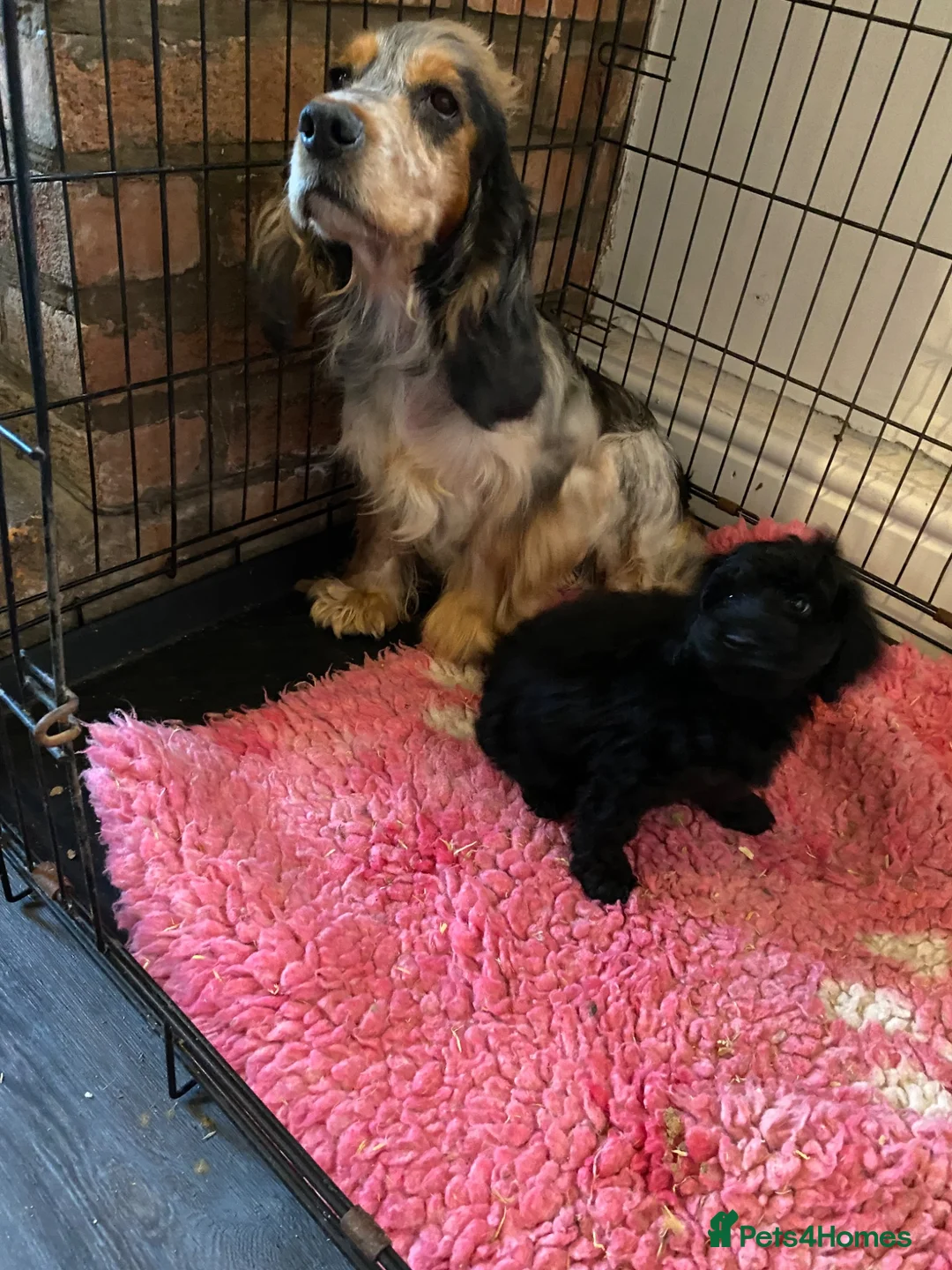 Cockapoo dogs for sale: 8 weeks old f1 cockapoo puppies ready now  - Advert 9