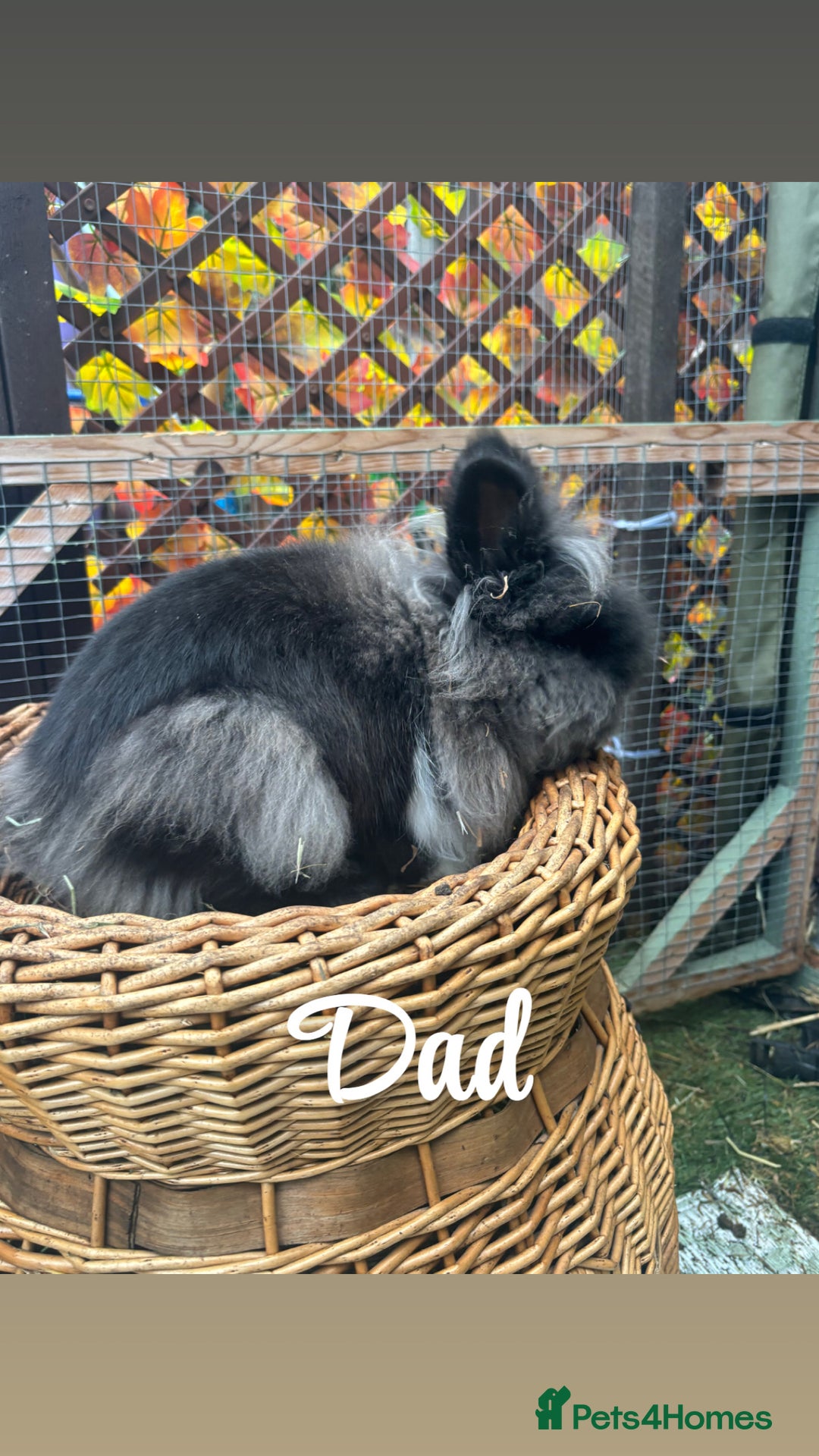Lionhead rabbits for sale: Lion head babies  - Advert 8