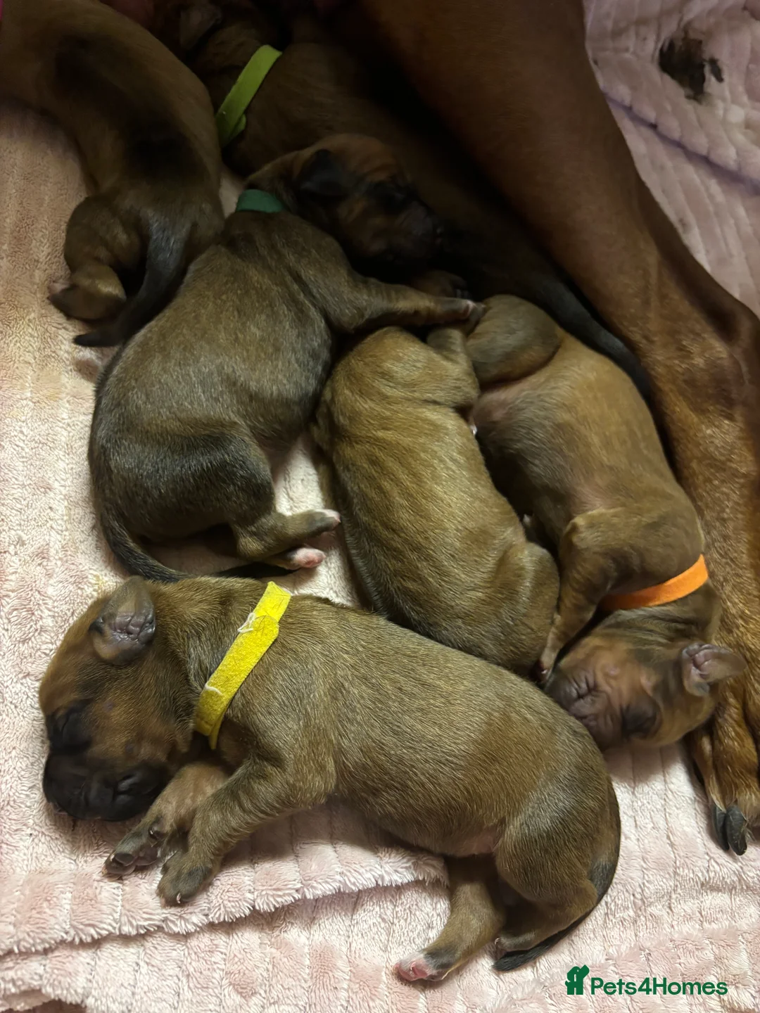 Rhodesian Ridgeback dogs for sale: Exceptionally Health Tested/Family Home. Kc Reg - Advert 36