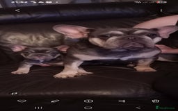 French Bulldog dogs for sale: Puppy for sale  - Image 2