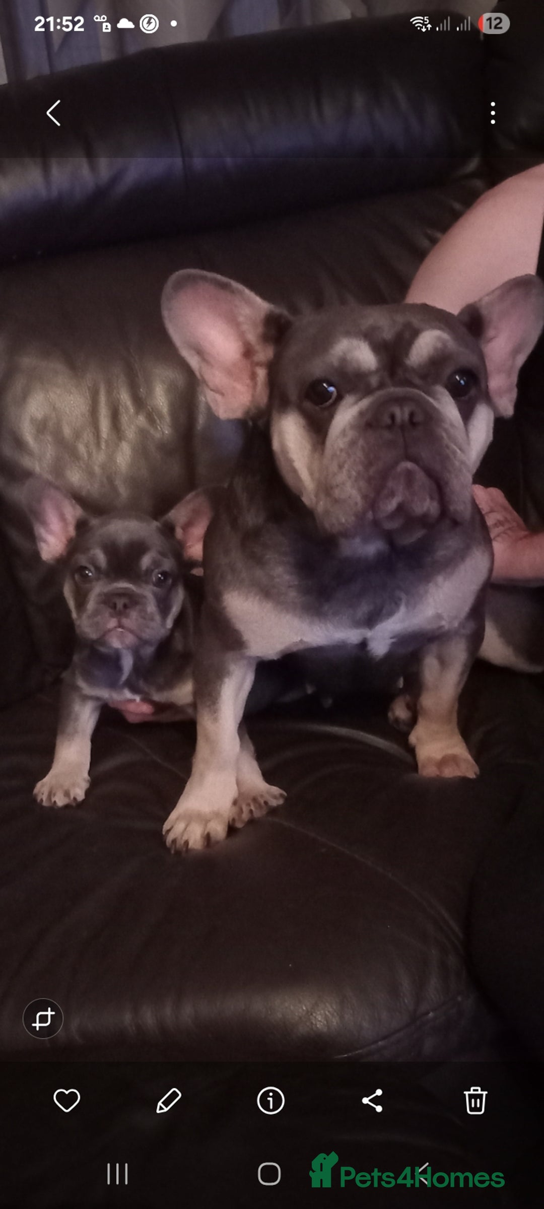 French Bulldog dogs for sale: Puppy for sale  - Image 2