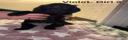 Cockapoo dogs for sale: Beautiful Black Cockapoo F1B pups in Kilmarnock - Advert 12