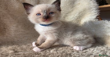 Ragdoll cats - Advert 6