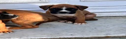 Boxer dogs for sale: READY NOW- Stunning boxer puppies - Advert 9