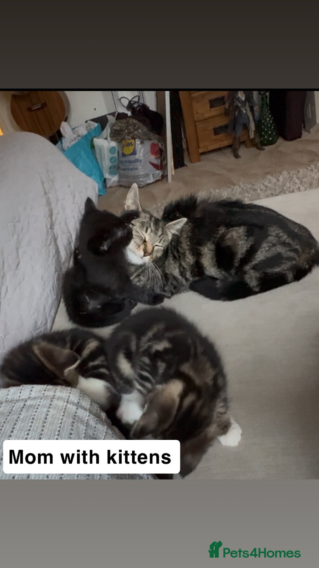 Domestic Shorthair cats for sale: Beautiful Tabby Kittens Possible Norwegian Forest - Image 5