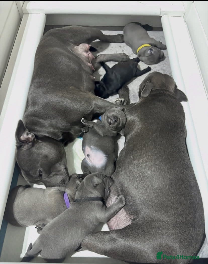 Staffordshire Bull Terrier dogs 100% Well Manner Staffordshire Bull Terrier Pups  - Advert 2