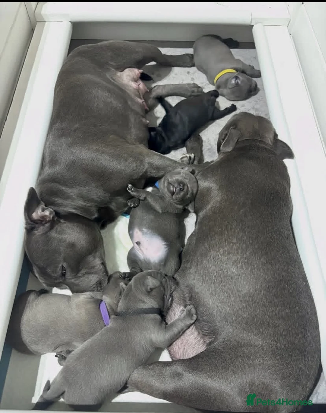 Staffordshire Bull Terrier dogs for sale: 100% Well Manner Staffordshire Bull Terrier Pups  in Seaham - Advert 1