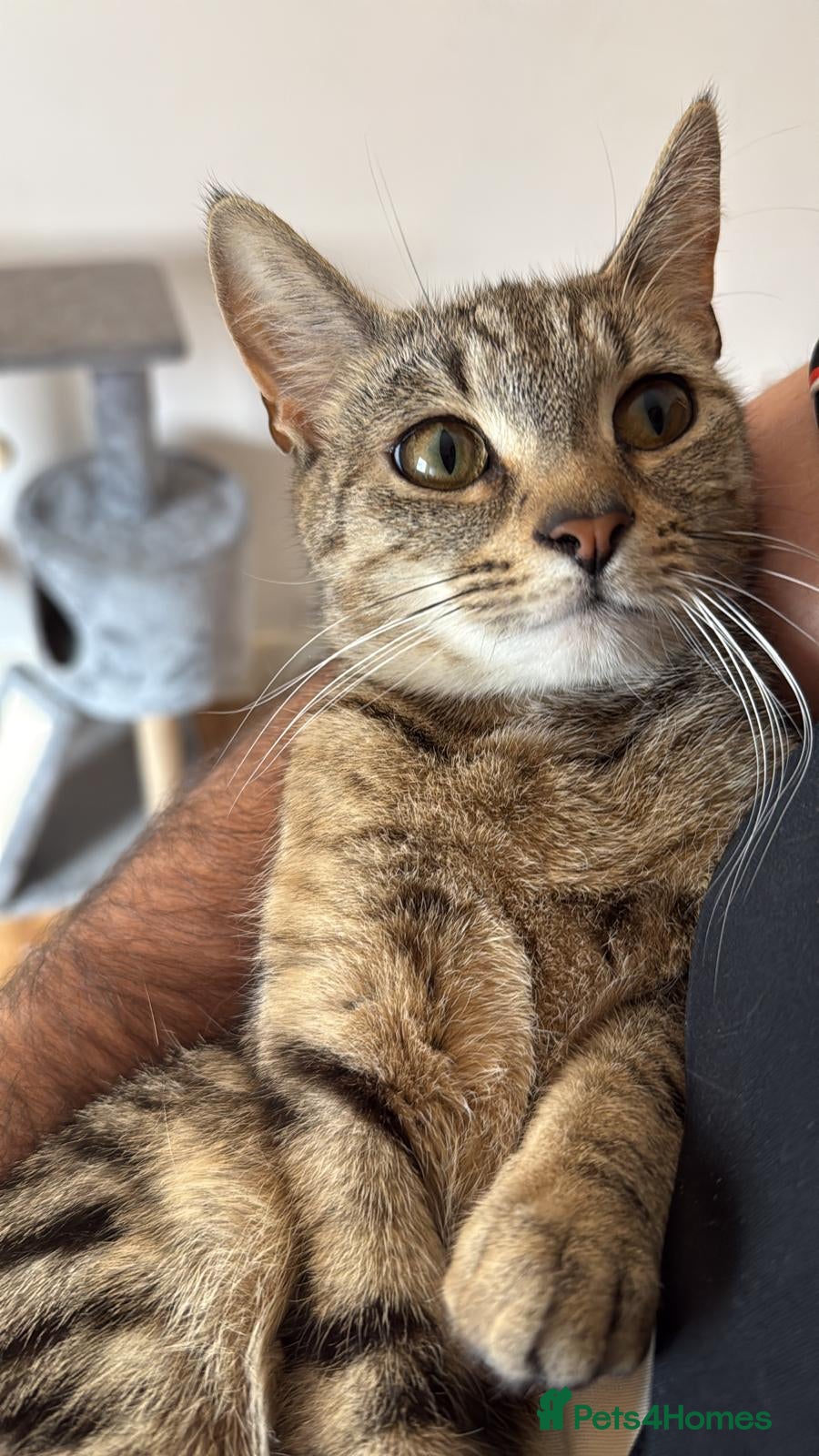 Domestic Shorthair cats Lovely Tabby Cat Looking for a Forever Home  - Advert 1