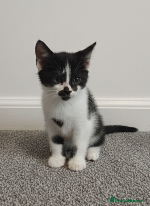 Mixed Breed cats Kittens for sale - Advert 11