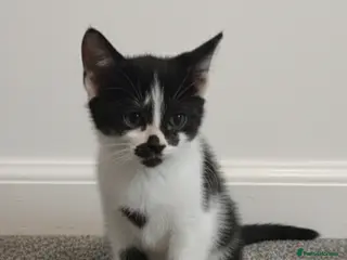 Mixed Breed cats Kittens for sale - Advert 7