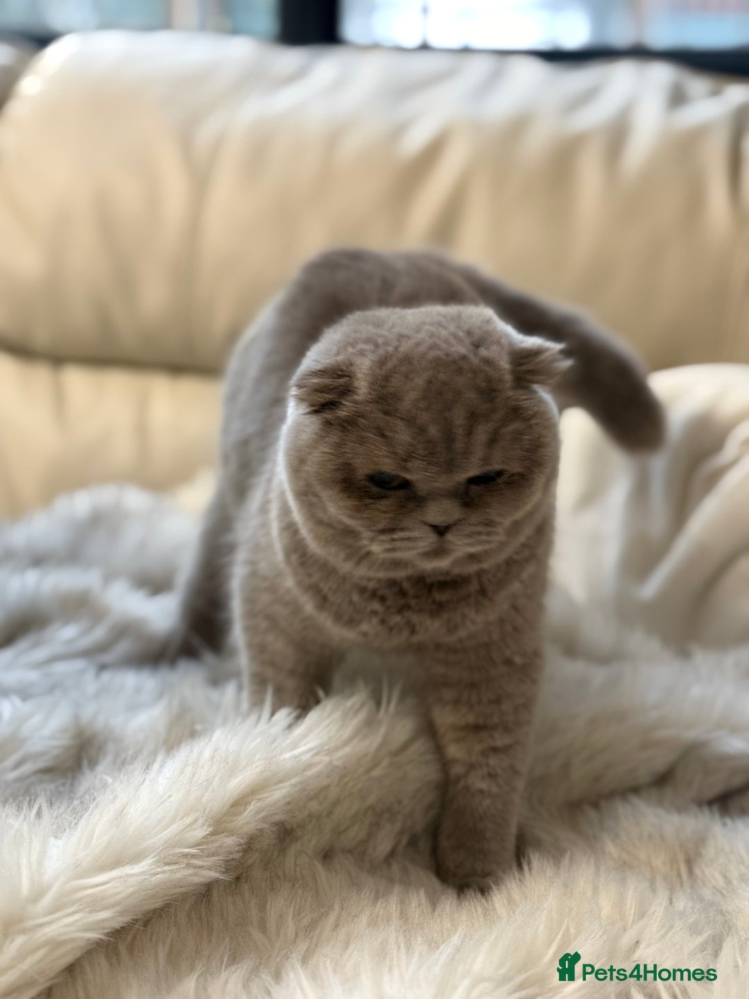 British Shorthair cats for sale: FEMALE BRITISH SHORT HAIR WITH SMALL EARS - Advert 6