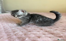 Maine Coon cats for sale: Ragdoll cross Maine Coon kitten - Image 6