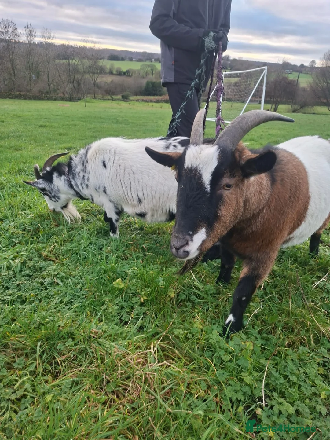Goats livestock for sale: PygmyxNigerian male goats - Advert 6