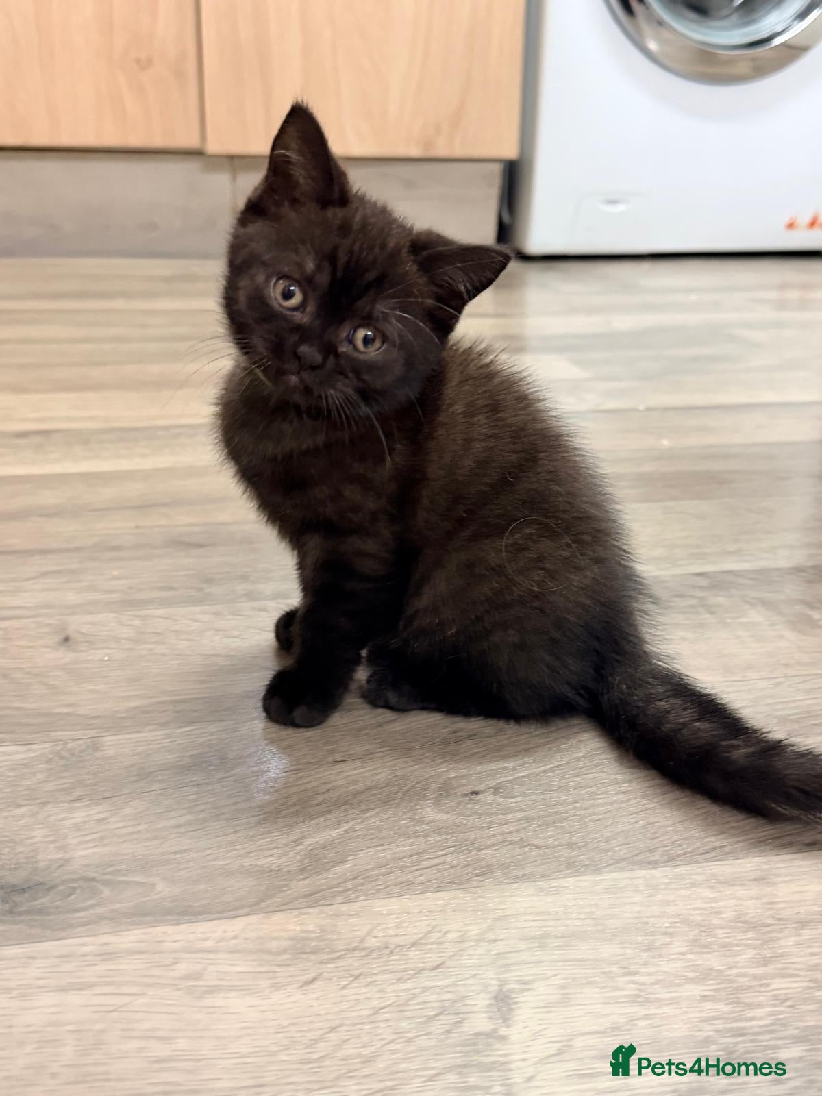 British Shorthair cats Ready now 💙❤️Fluffy’s BSH💙❤️ - Advert 1