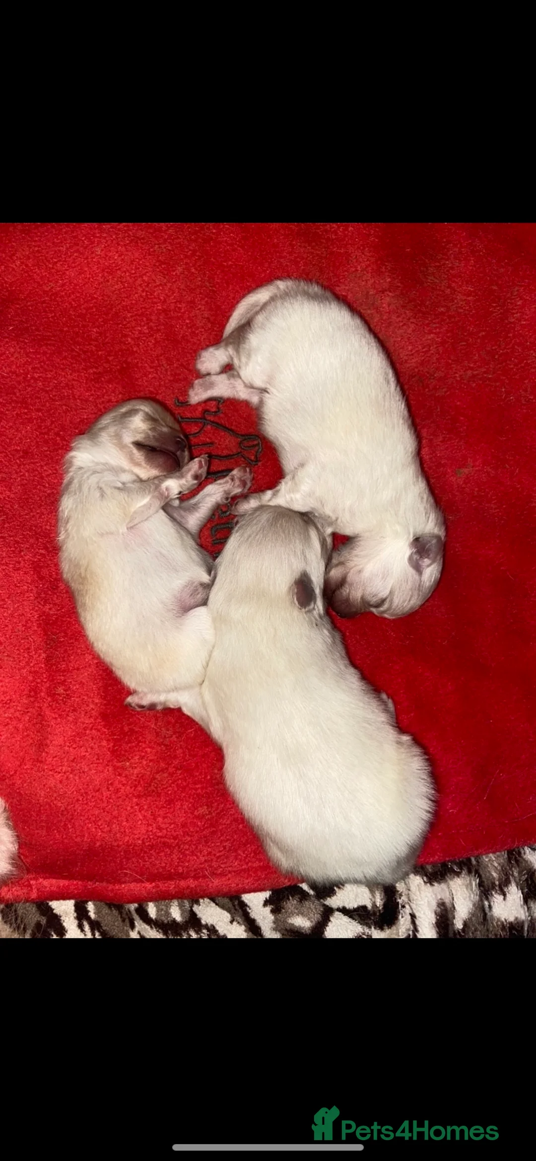 Pomeranian dogs for stud: Chaio Li Ya top champion lines stud dog kc reg in Ferryhill - Advert 6