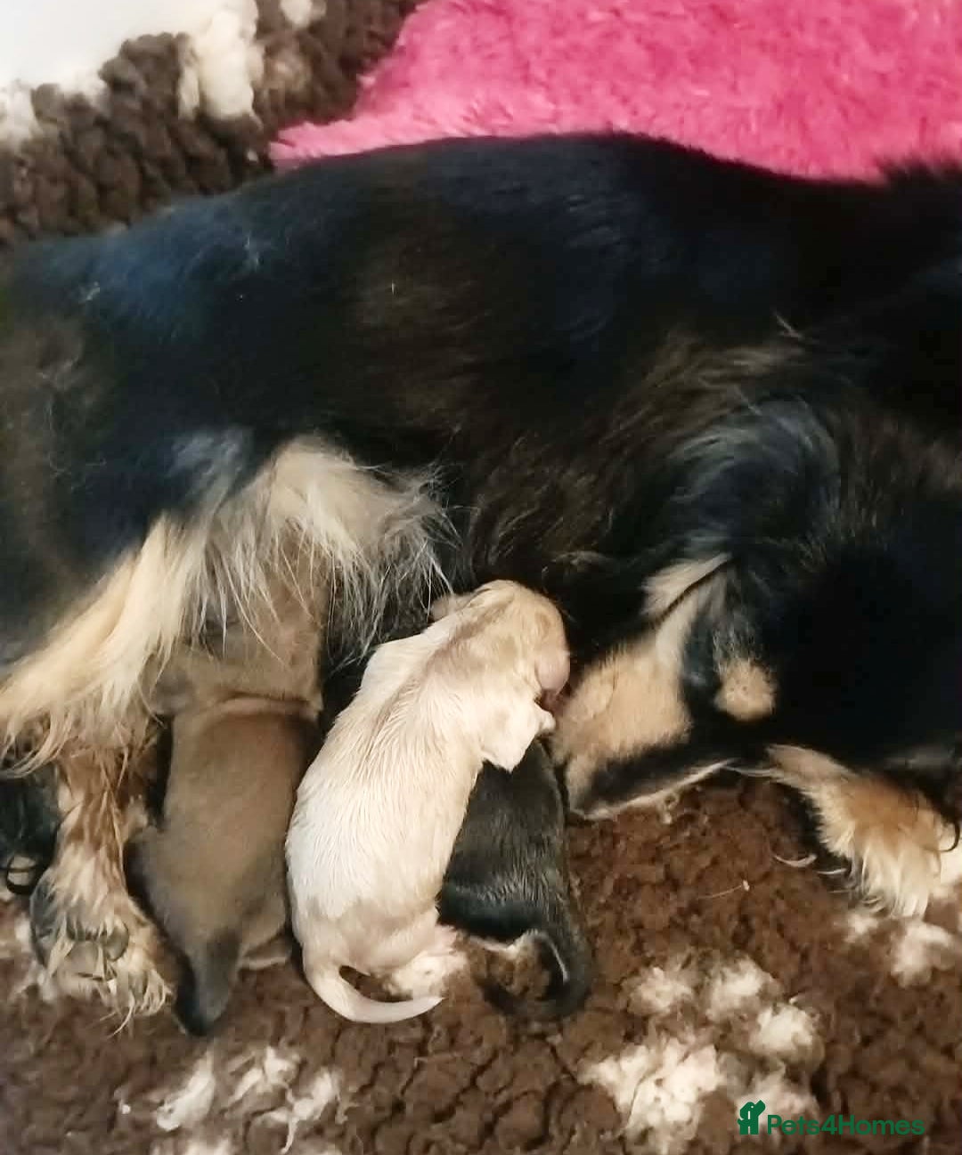 Miniature Dachshund dogs for sale: Remarkable mini Longcoat dachshund ETHICAL BREEDER - Advert 2