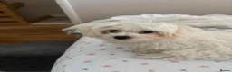 Maltese dogs for sale: 🐶 Beautiful Maltese Puppies for Sale 🐶 in Hayes - Advert 4