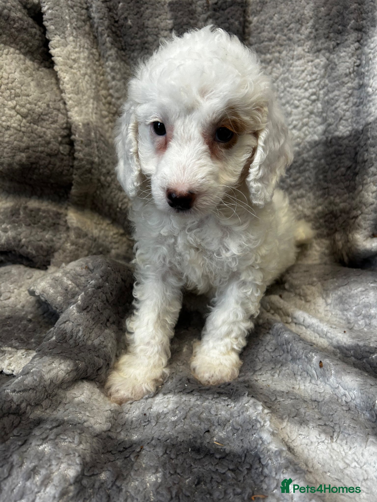 Cockapoo dogs Stunning Cockerpoo puppies 4 loving homes  - Advert 1