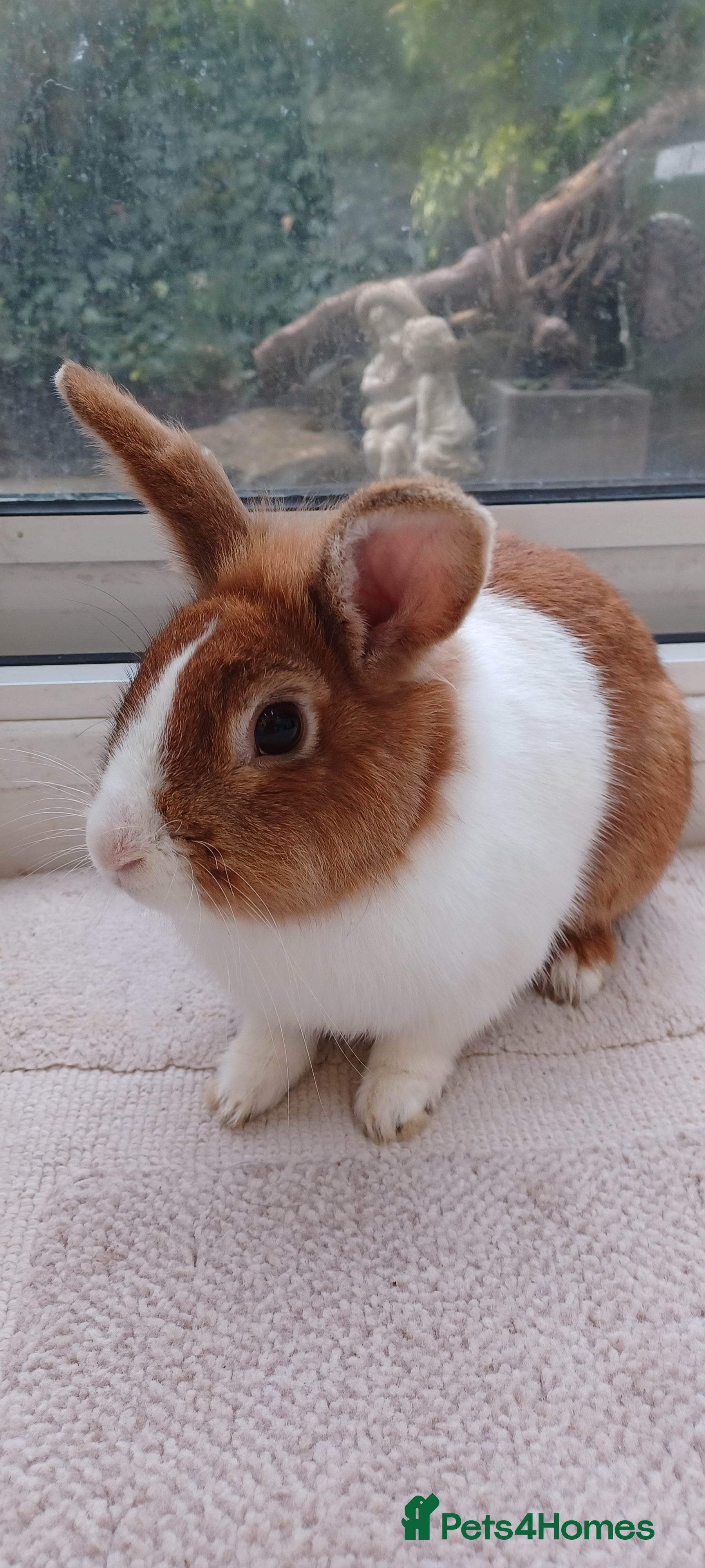 Dutch rabbits Dutch rabbit. Male  in Coulsdon - Advert 1