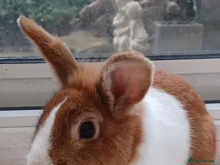 Dutch rabbits Dutch rabbit. Male in Coulsdon - Advert 1