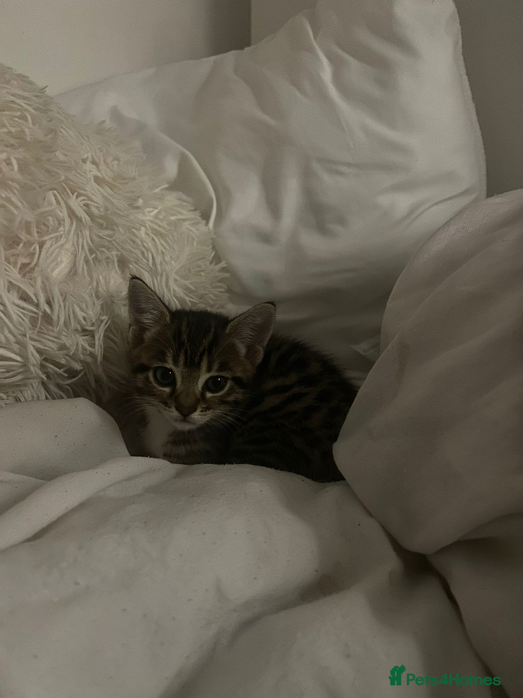 Bengal cats for sale: 1 female bengal kitten left ‼️ - Advert 3